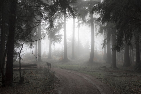 Deutschland, Hessen, Nebel im Naturpark Taunus - ATAF000026