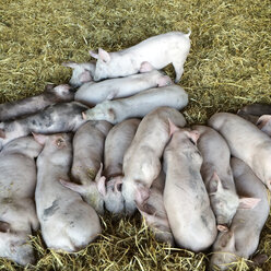 Piglets Stalll, Freiburg, Breisgau Black Forest, Germany - DRF000595