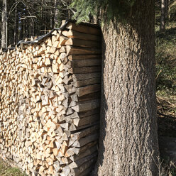 Holzstapel, Stege, Breisgau im Schwarzwald, Deutschland - DRF000597