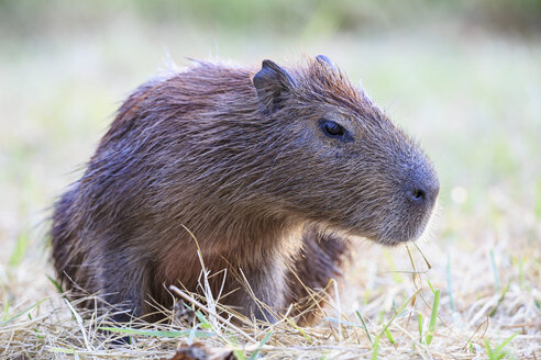 Südamerika, Brasilia, Mato Grosso do Sul, Pantanal, Capybara, Hydrochoerus hydrochaeris - FOF006391