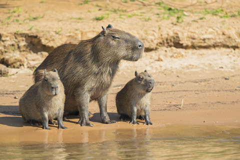 Südamerika, Brasilia, Mato Grosso do Sul, Pantanal, Cuiaba Fluss, Wasserschweine, Hydrochoerus hydrochaeris, am Ufer sitzend, lizenzfreies Stockfoto