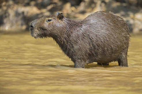 Südamerika, Brasilia, Mato Grosso do Sul, Pantanal, Cuiaba Fluss, Capybara, Hydrochoerus hydrochaeris - FO006397