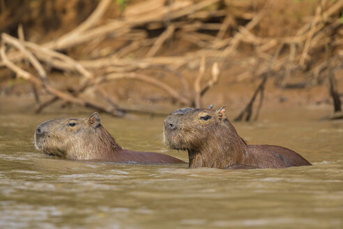 Südamerika, Brasilia, Mato Grosso do Sul, Pantanal, Cuiaba Fluss, Wasserschweine, Hydrochoerus hydrochaeris, Schwimmen - FOF006398