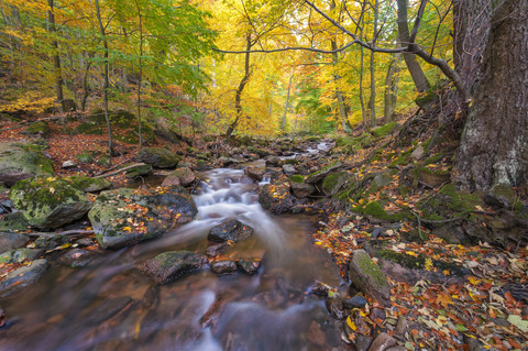 Deutschland, Sachsen-Anhalt, Nationalpark Harz im Herbst, lizenzfreies Stockfoto