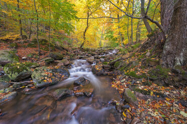 Deutschland, Sachsen-Anhalt, Nationalpark Harz im Herbst - RJF000050