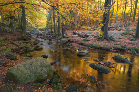 Deutschland, Sachsen-Anhalt, Nationalpark Harz im Herbst, lizenzfreies Stockfoto