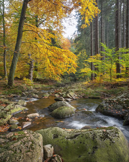 Deutschland, Sachsen-Anhalt, Nationalpark Harz im Herbst - RJF000055