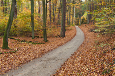 Deutschland, Mecklenburg-Vorpommern, Waldweg im Herbst - RJF000054