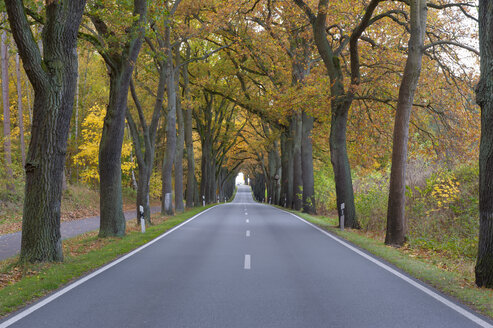 Deutschland, Mecklenburg-Vorpommern, Baumgesäumte Straße im Herbst - RJF000053