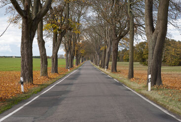 Deutschland, Mecklenburg-Vorpommern, Baumgesäumte Straße im Herbst - RJF000052