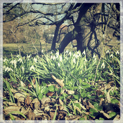 Snowdrops under a tree, Landshut, Bavaria, Germany - SARF000404