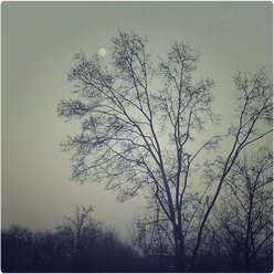 Vollmond über einem blattlosen Baum, Landshut, Bayern, Deutschland - SARF000403