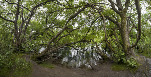 Neuseeland, Taupo, Bäume an den Huka-Fällen - WV000540