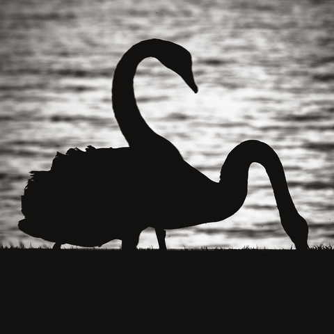 New Zealand, Lake Taupo, silhouettes of two swans stock photo