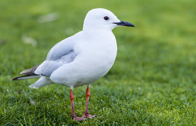 New Zealand, Lake Taupo, seagull standing in a meadow - WV000533