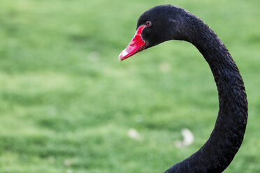 Neuseeland, Lake Taupo, schwarzer Schwan (Cygnus atratus) vor einer Wiese, Teilansicht - WV000531