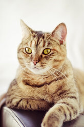 Porträt einer getigerten Katze - CZF000142