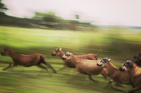 Germany, Kasebade, Running sheep - FBF000302