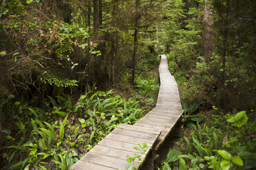 Canada, British Columbia, Vancouver Island, wooden boardwalk in forest - DISF000684