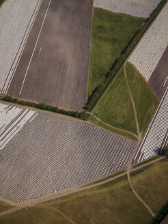 aspargus fields, Teltow, Brandenburg, Germany - FBF000308