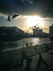 Seagulls (Laridae) at Spree, Berlin, Germany - FBF000307