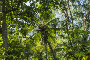 Seychelles, Northern Coral Group, Denis Island, Coconut palm in primeval forest - WEF000049