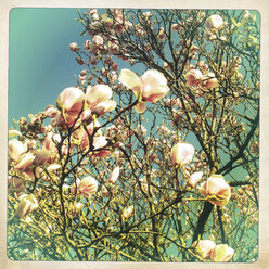 Deutschland, Baden-Württemberg, Stuttgart, Magnolie (Magnolia), Magnolienblüte, Blüten, Frühling - WDF002434