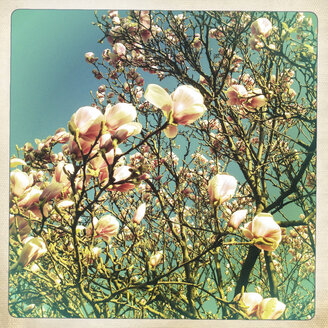 Deutschland, Baden-Württemberg, Stuttgart, Magnolie (Magnolia), Magnolienblüte, Blüten, Frühling - WDF002434