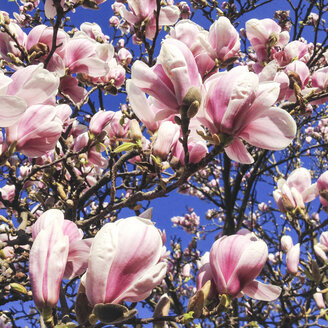 Deutschland, Baden-Württemberg, Stuttgart, Magnolie (Magnolia), Magnolienblüte, Blüten, Frühling - WDF002435