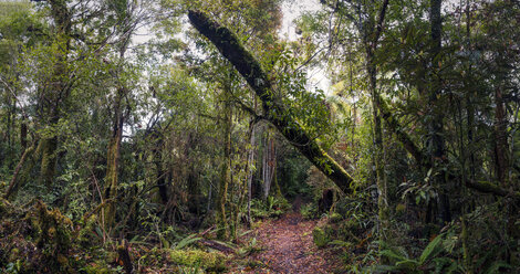 New Zealand, Whakapapa area, Tupapakurua falls track, rain forest - WV000547