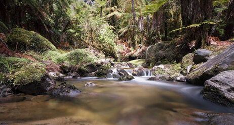 Neuseeland, Whakapapa-Gebiet, Tupapakurua-Wasserfälle, Regenwald - WV000551