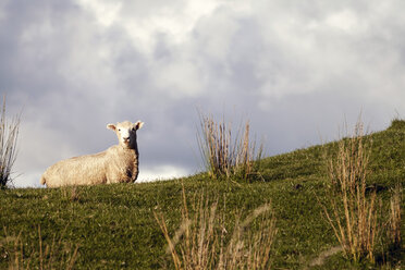 New Zealand, Wanganui, sheep on pasture - WV000557