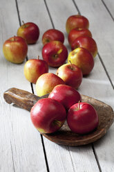 Braeburn-Äpfel auf Holzschaufel und grauem Holztisch - CSF021101