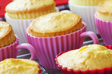 Backformen in Form von Tassen mit gebackenen Cupcakes auf einem Abkühlgitter - CSF021121