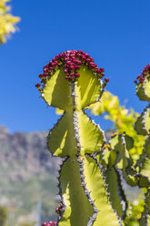 Spanien, Gran Canaria, San Bartolome de Tirajana, Kanarische Wolfsmilch, Euphorbia canariensis, im Hintergrund Pozo de las Nieves - MABF000222