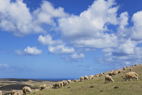 New Zealand, Northland, Cape Reinga area, Sheep on farmland (brown from hot summer sun, no rain), Tasman Sea in background - GW002682