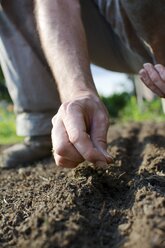 Germany, North Rhine-Westphalia, Petershagen, Man in a garden sowing land cress - HAWF000005