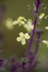 Blühender Brokkoli, Brassica oleracea var. italica Plenck - MYF000281