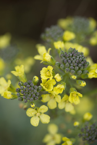 Blühender Brokkoli, Brassica oleracea var. italica Plenck, lizenzfreies Stockfoto