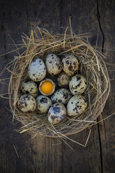 Nest mit Wachteleiern auf dunkler Holztafel, Ansicht von oben - LVF000959