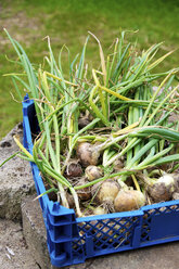 Germany, Petershagen, Freshly harvested onions in crate - HAWF000019