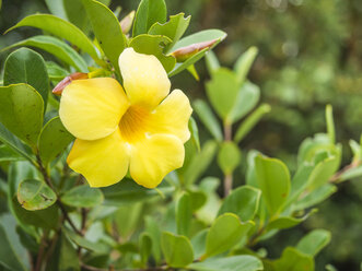Mauritius, Blüte der goldenen Trompete, Allamanda cathartica - DISF000697