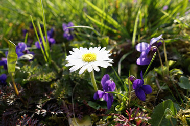 Deutschland, Bayern, Würzburg, Bellis perennis, Viola, Garten - NDF000440