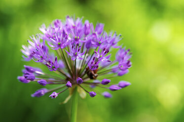 Great lilac-purple spherical allium, Allium hollandicum - HAWF000042