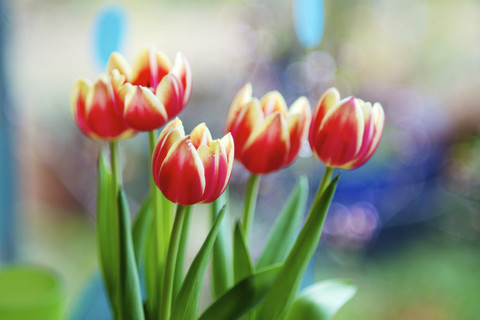 Apeldoorn Elite Tulpen, Tulipa Apeldoorn Elite, lizenzfreies Stockfoto