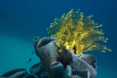 Philippines, Pacific Ocean, Busuanga, Variable bushy feather star on tube sponge - JWAF000022