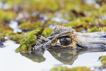 Südamerika, Brasilia, Mato Grosso do Sul, Pantanal, Yacare-Kaiman, Caiman yacare, Auge, Nahaufnahme - FOF006424