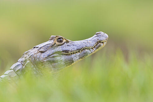 Südamerika, Brasilia, Mato Grosso do Sul, Pantanal, Yacare-Kaiman, Caiman yacare - FOF006425