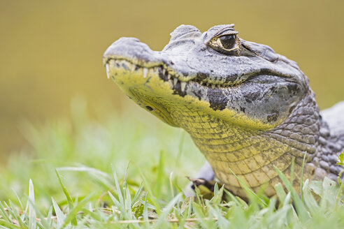 Südamerika, Brasilia, Mato Grosso do Sul, Pantanal, Yacare-Kaiman, Caiman yacare - FOF006428