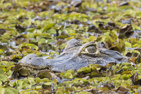 Südamerika, Brasilia, Mato Grosso do Sul, Pantanal, Yacare-Kaiman, Caiman yacare - FO006429